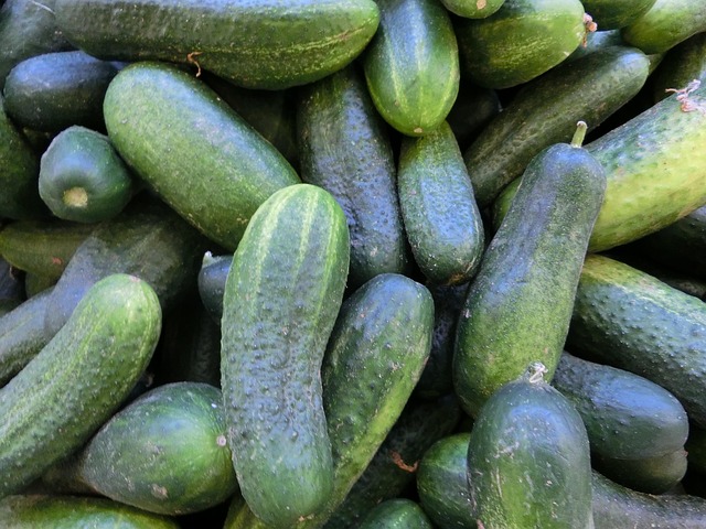 Outro benefício significativo do pepino está relacionado à hidratação do organismo. Com 95% de água, é uma excelente fonte de líquidos, especialmente importante para quem pratica atividades físicas.