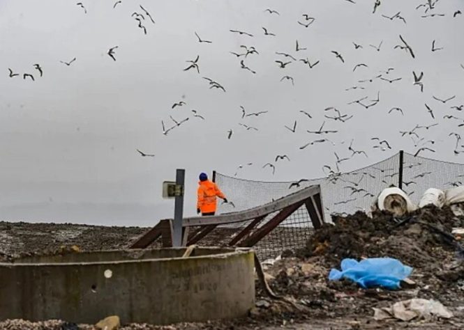Gaivotas invadem vila na Inglaterra