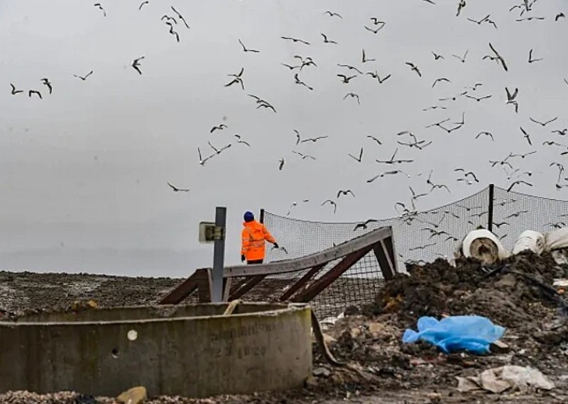 Gaivotas ‘invadem’ vila na Inglaterra e deixam moradores confinados