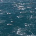 Cinegrafista flagrou mais de 2 mil golfinhos saltando na costa da Califórnia