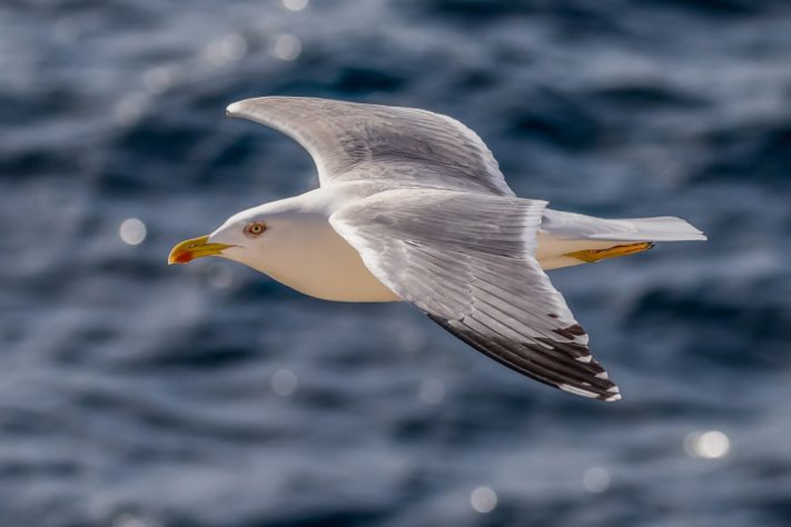 Gaivota