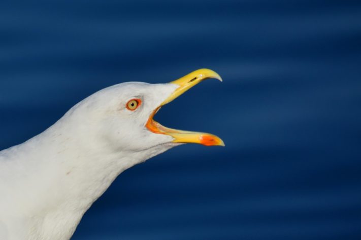 Gaivota