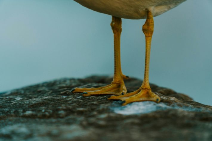 Gaivota