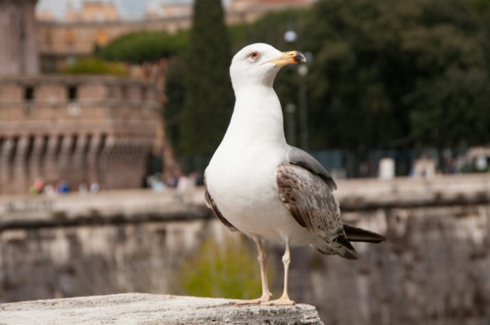 Gaivota