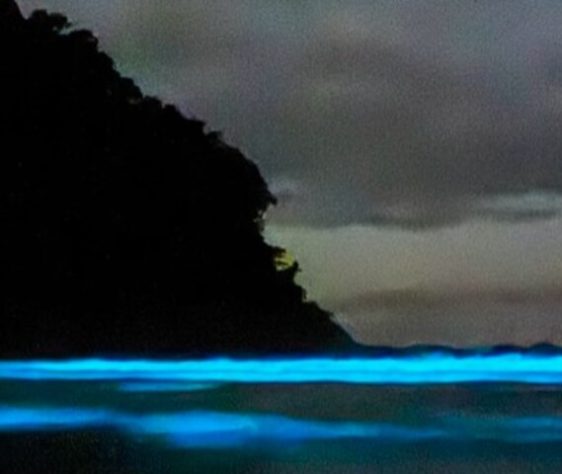 Mar Iluminado - bioluminescência