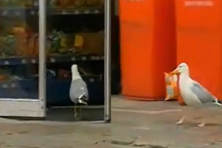 Montagem - gaivota rouba pacote de doritos