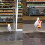 Montagem - Gaivota rouba pacote de batata frita de supermercado e come do lado de fora
