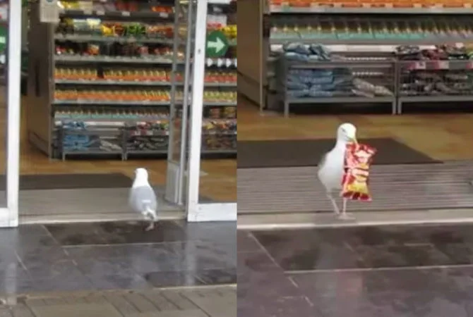 Gaivota invade e ‘furta’ salgadinho de supermercado