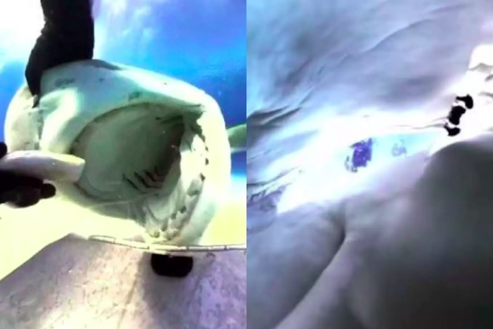 O equipamento registrou imagens impressionantes do interior da boca do tubarÃ£o e de sua mandÃ­bula, criando um efeito visual semelhante a um point of view (