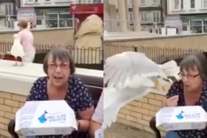 Montagem - gaivota rouba lanche de mulher