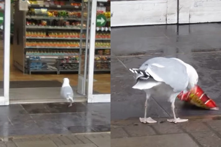 Montagem - Gaivota rouba pacote de batata frita de supermercado e come do lado de fora