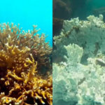 Montagem - Costa dos Corais está virando 'cemitério submerso'