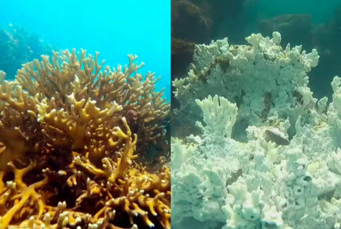 Costa dos Corais no Nordeste do Brasil pode virar ‘cemitério submerso’