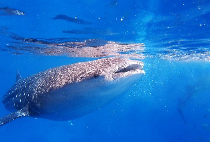 Apesar de seu tamanho impressionante, o tubarão-baleia é um animal inofensivo para os humanos, e se alimenta principalmente de plâncton, pequenos peixes e crustáceos.