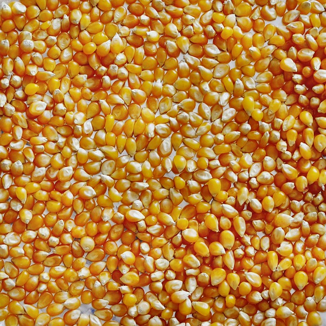 Povos indígenas consideravam o milho um alimento sagrado, associando sua transformação ao estouro de espíritos aprisionados dentro dos grãos.