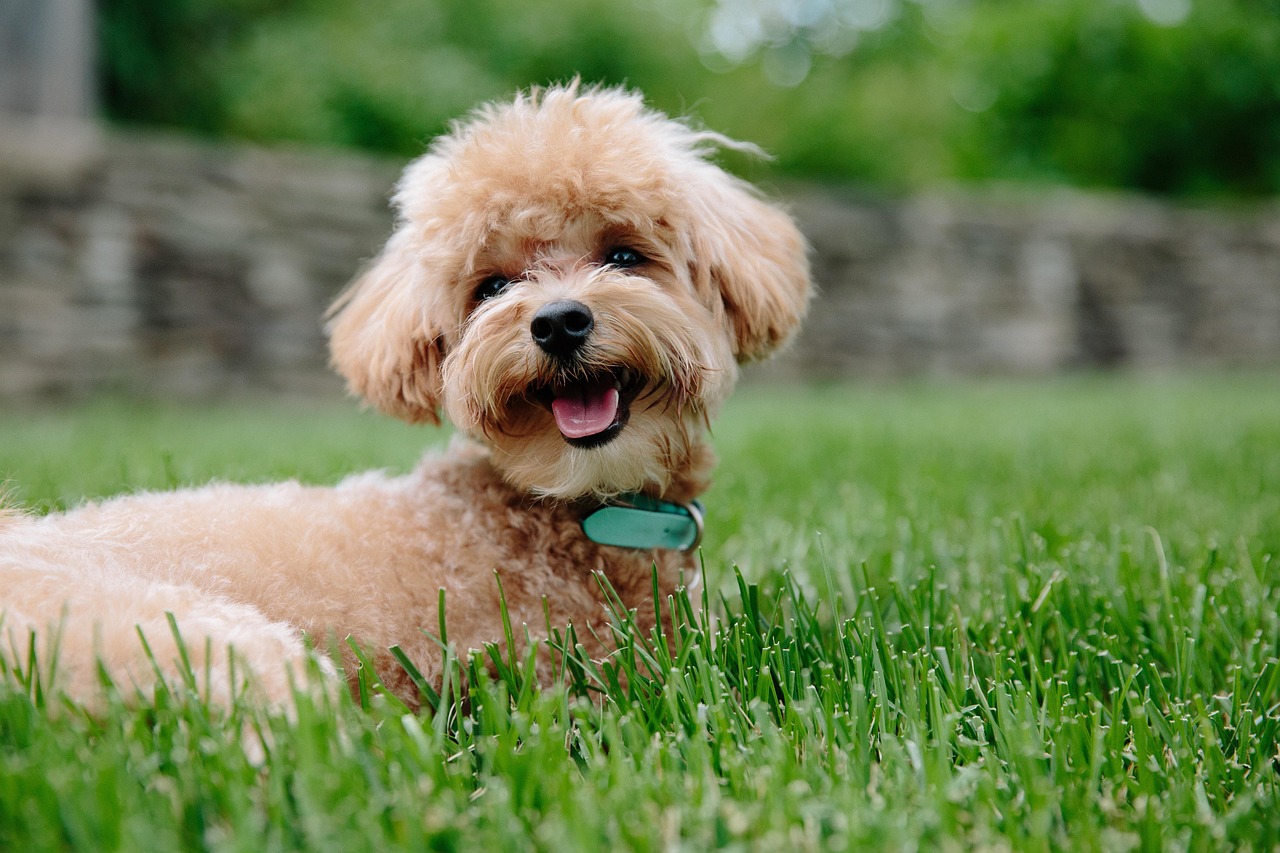 Originário da França, o poodle pode viver em lares urbanos ou rurais, adaptando-se bem a diferentes estilos de vida. É brincalhão, sociável e afetuoso, além de ser muito apegado à família. Sua expectativa de vida é de 12 a 15 anos.