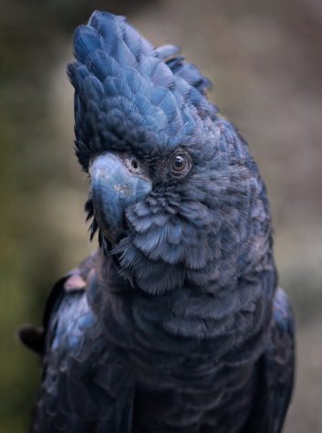 Cacatua