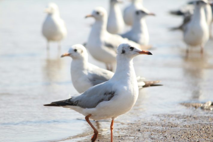 Gaivota