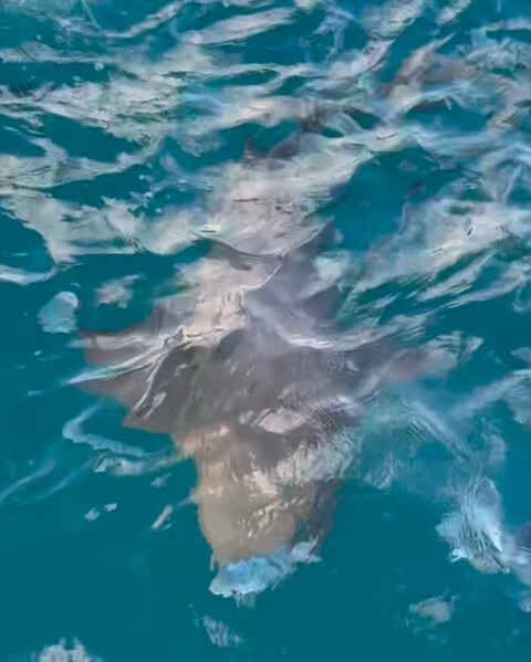 Em seu perfil no Instagram, ela compartilhou vídeo feito por seu marido com o flagrante. 