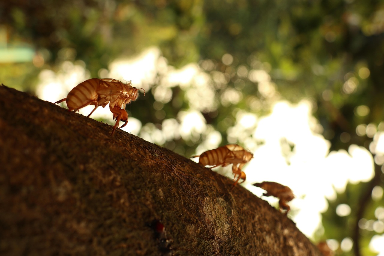 São presas de diversos predadores, como aves, lagartos, aranhas e mamíferos pequenos. Seu aparecimento em grandes quantidades é uma estratégia de sobrevivência para garantir que algumas consigam escapar e se reproduzir.
