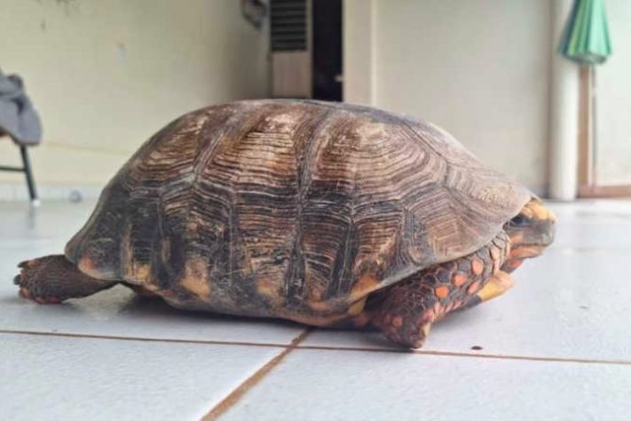 Jabuti resgatado após passar anos soterrado ficará em quarentena