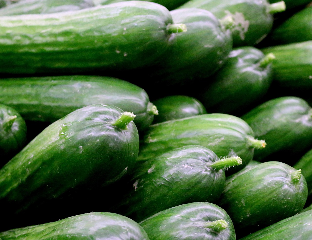 O pepino também é conhecido por suas propriedades anticancerígenas. Ele contém cucurbitacinas, substâncias que demonstraram ter um efeito antiproliferativo, ou seja, inibem o crescimento de células cancerosas.