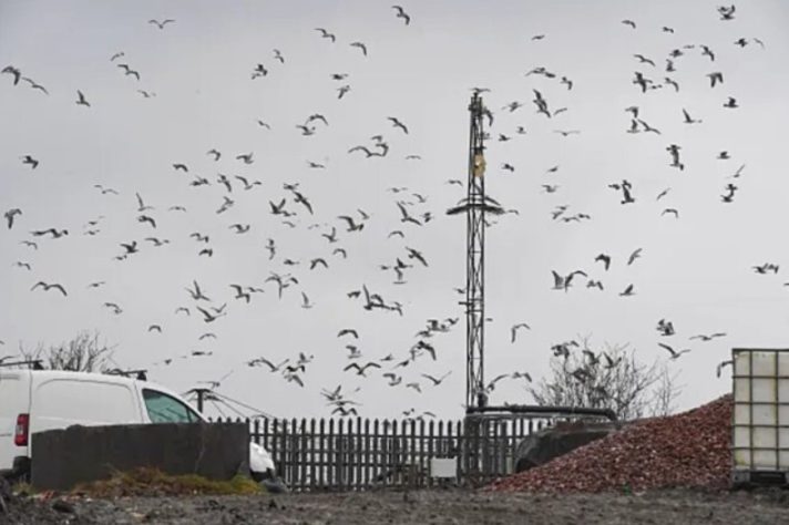 Gaivotas invadem vila na Inglaterra